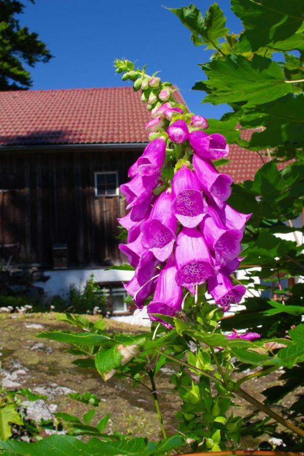 Ferienhaus Ploeckenstein Schwarzenberg am Bohmerwald Exteriér fotografie